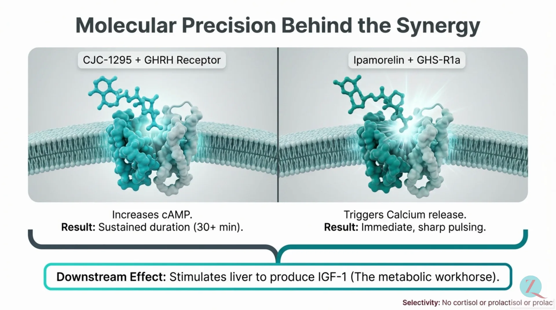 CJC-1295 / Ipamorelin Protocol Guide — slide 4 of 12