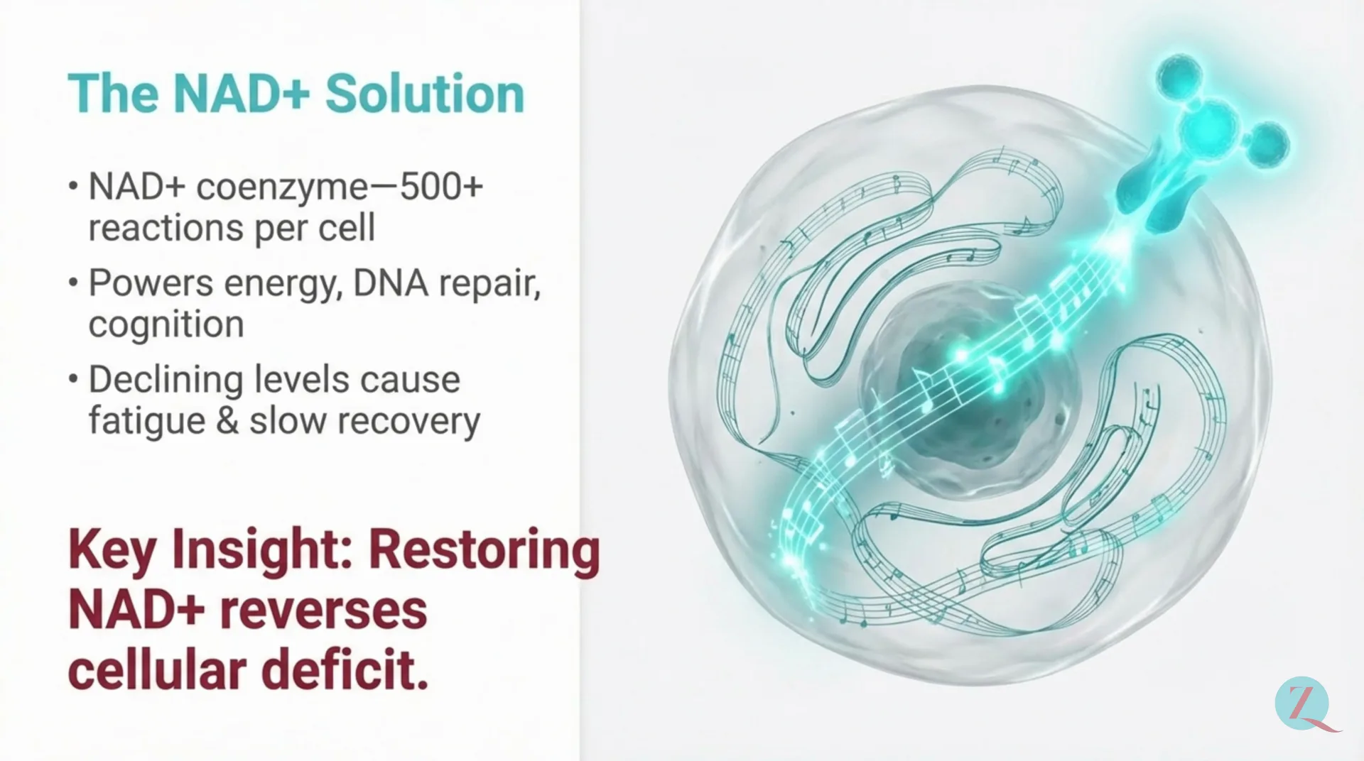 NAD+ Protocol Guide — slide 3 of 12