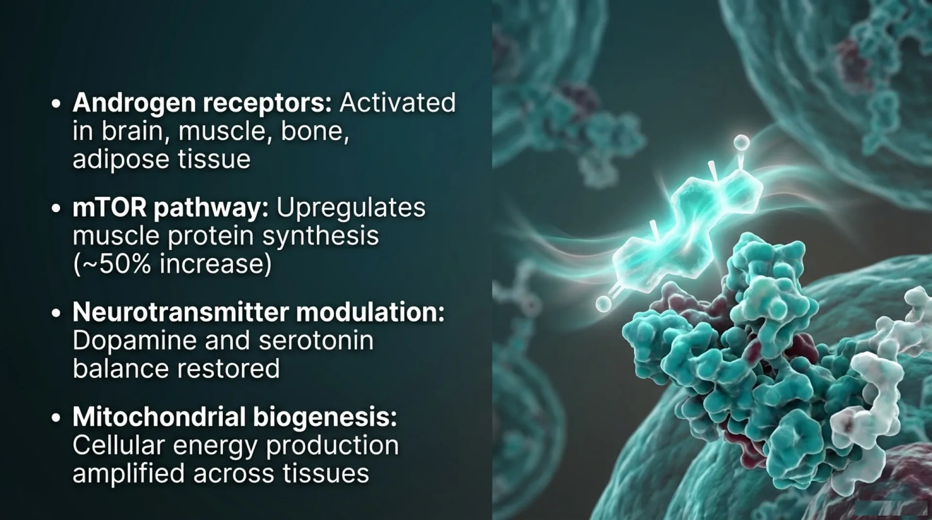 Testosterone Protocol Guide — slide 4 of 13