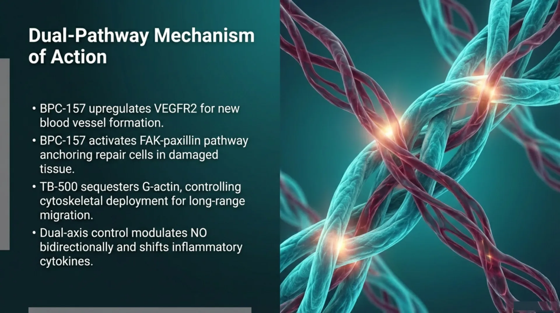 BPC-157/TB-500 Protocol Guide — slide 4 of 13